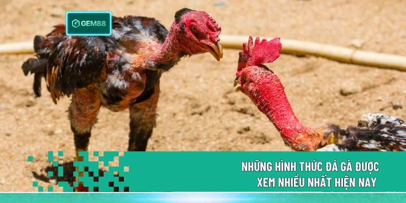 Đá Gà Online Gem88 - Trải Nghiệm Đỉnh Cao Đấu Trường Thực 3 Những hình thức đá gà được xem nhiều nhất hiện nay